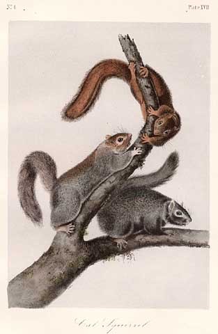 John James Audubon Cat Squirrel, Plate XVII